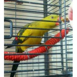 ringneck and rock pebbler