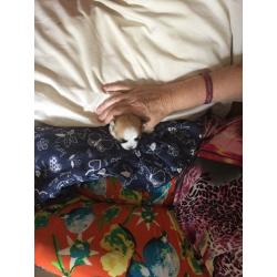 Pets for sale