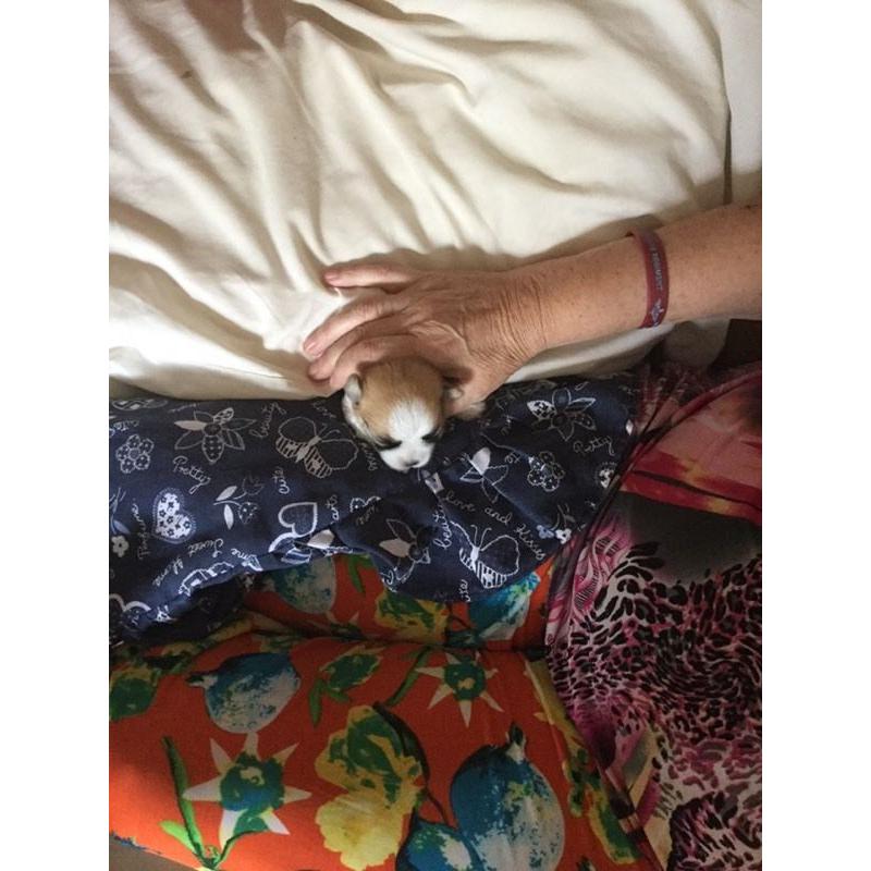 Pets for sale