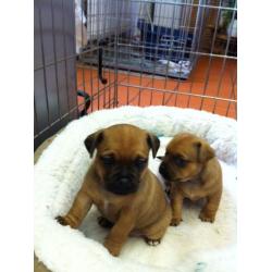 JUGS/Jackrussell x Pug Pups