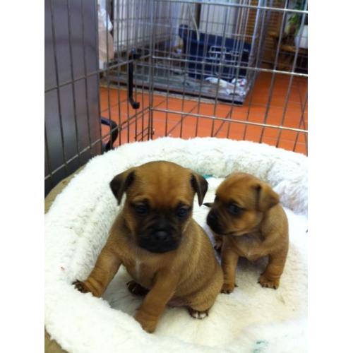 JUGS/Jackrussell x Pug Pups