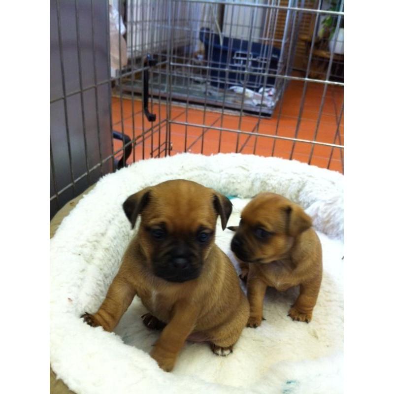 JUGS/Jackrussell x Pug Pups