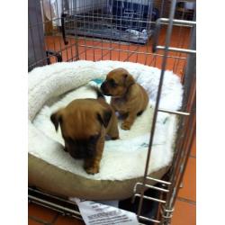 JUGS/Jackrussell x Pug Pups
