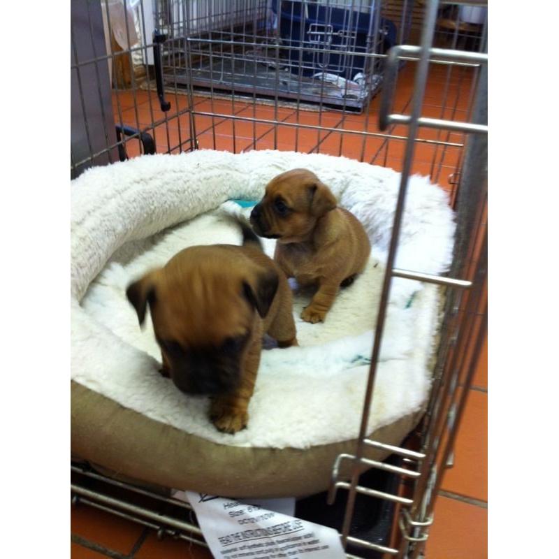 JUGS/Jackrussell x Pug Pups