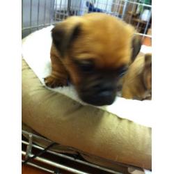 JUGS/Jackrussell x Pug Pups