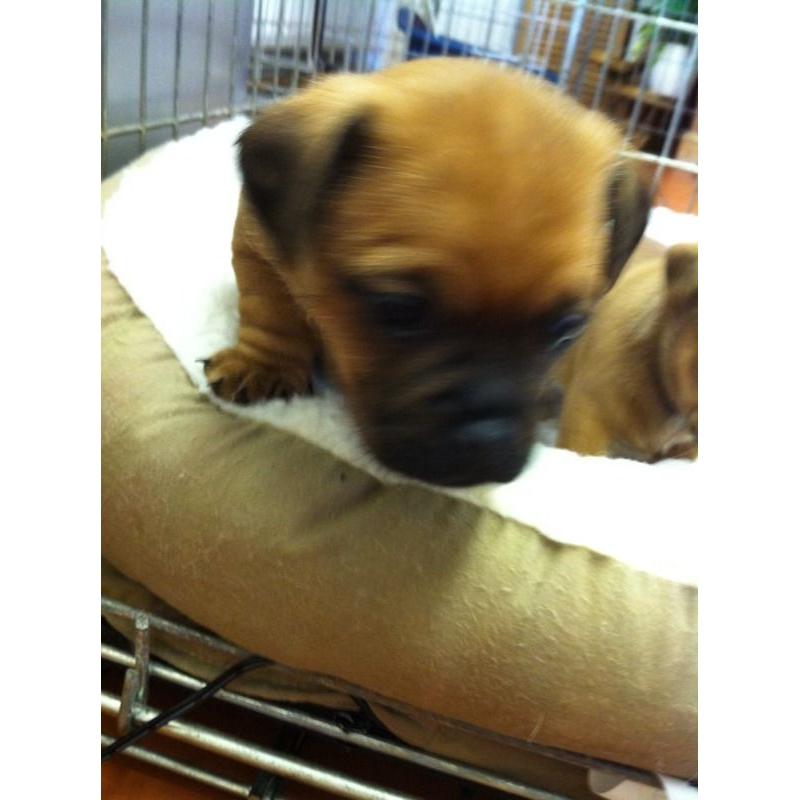 JUGS/Jackrussell x Pug Pups