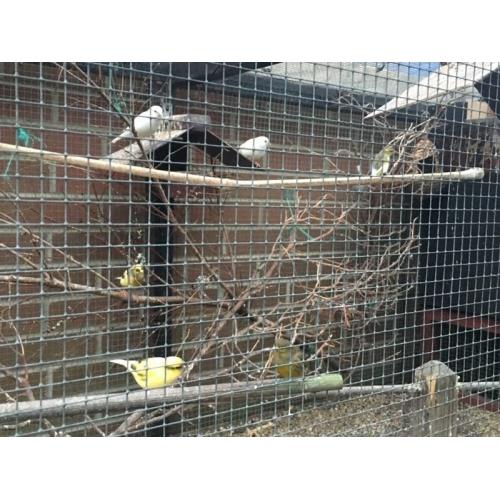 Canaries for sale