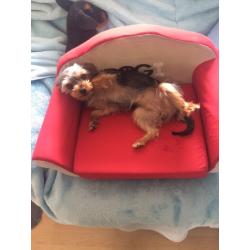 Caitlin's Doggy Parade