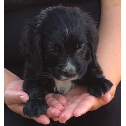 Cocker Spaniel