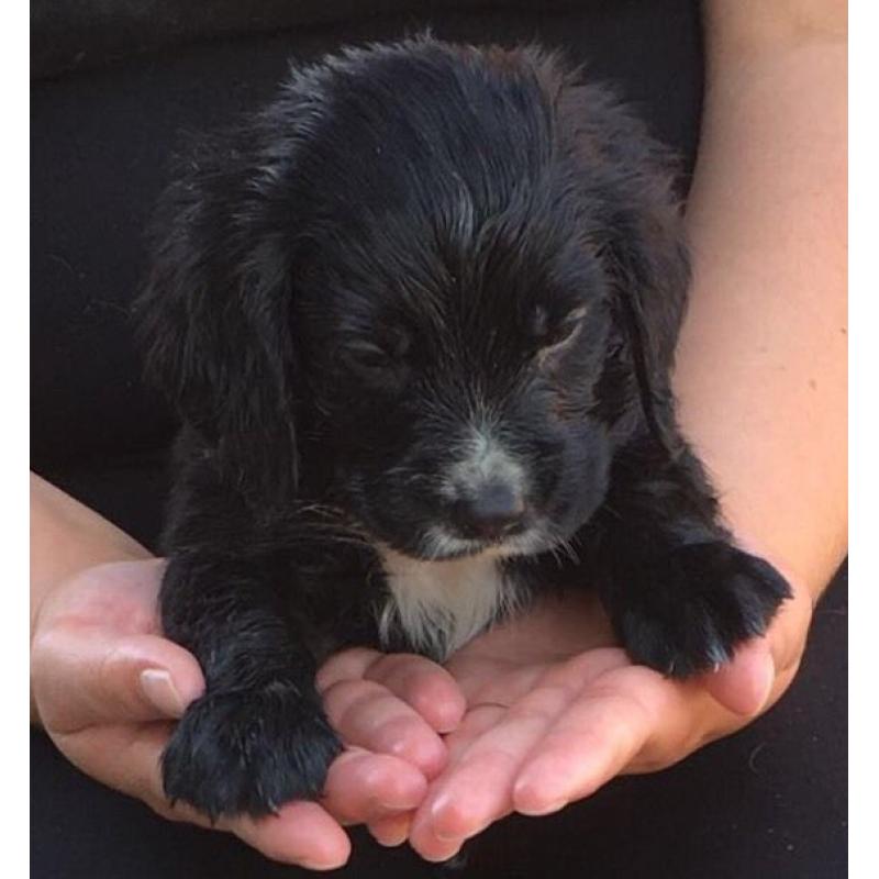 Cocker Spaniel