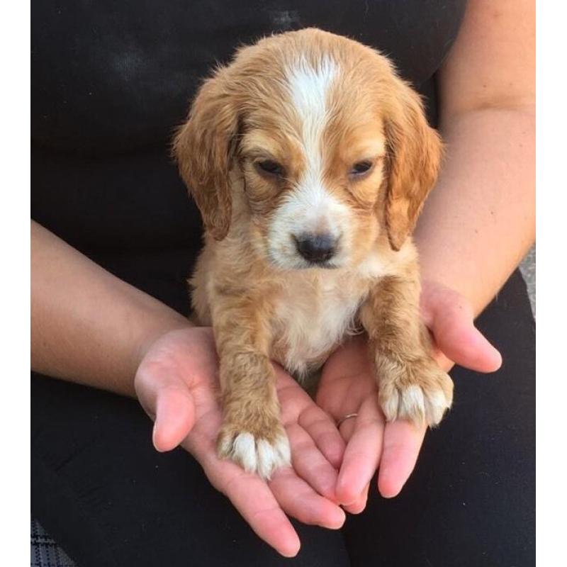 Cocker Spaniel