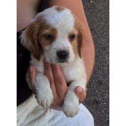 Cocker Spaniel
