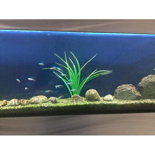 Stunning 5' Wall Aquarium