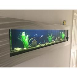 Stunning 5' Wall Aquarium