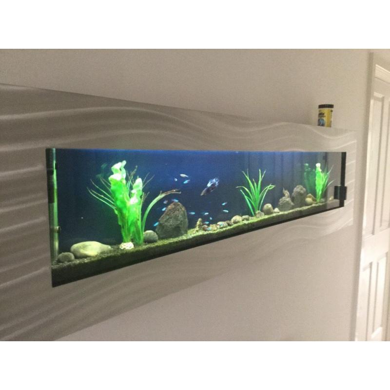 Stunning 5' Wall Aquarium
