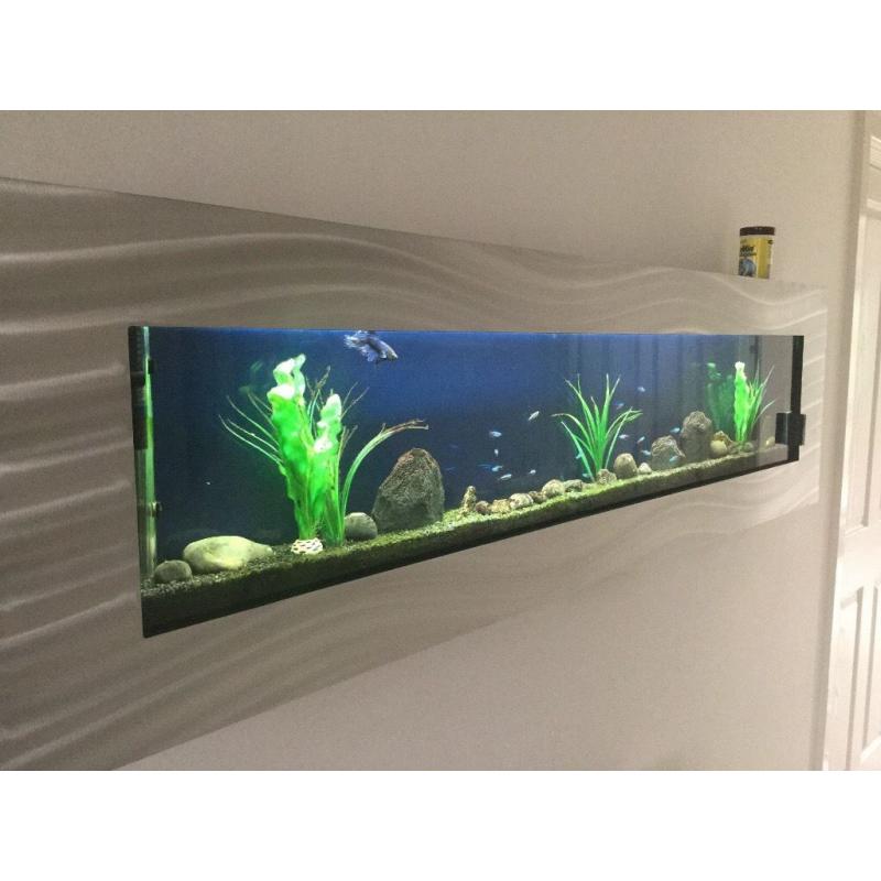 Stunning 5' Wall Aquarium