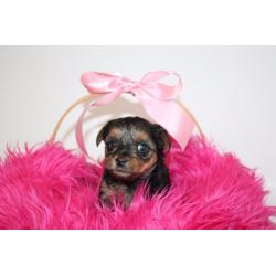 Yorkshire Terrier Puppies for sale