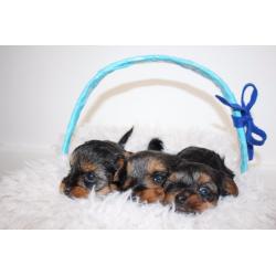 Yorkshire Terrier Puppies for sale