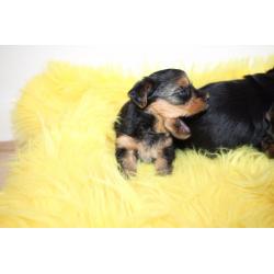 Yorkshire Terrier Puppies for sale