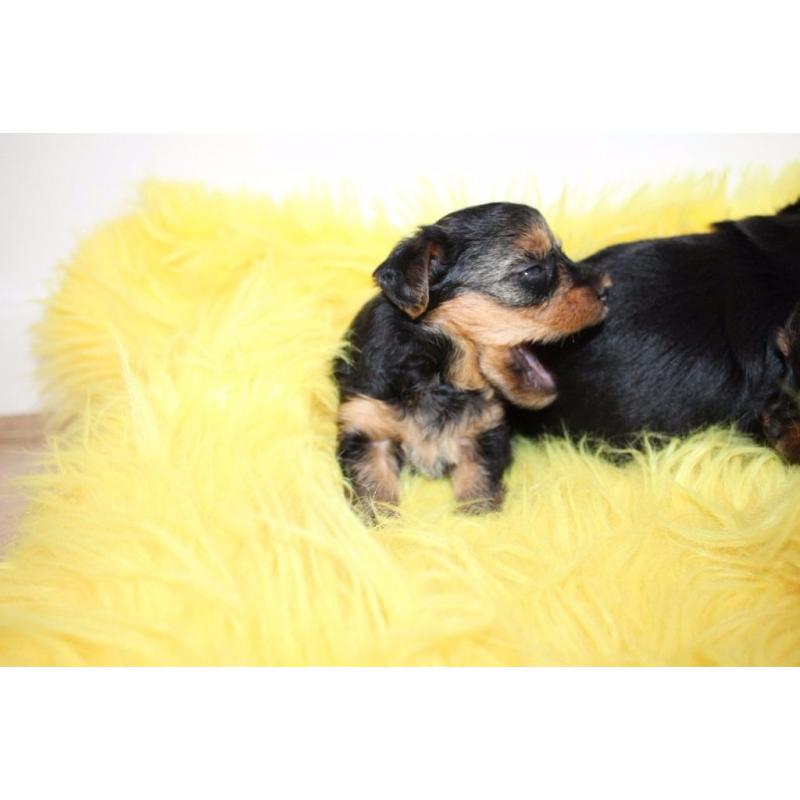 Yorkshire Terrier Puppies for sale