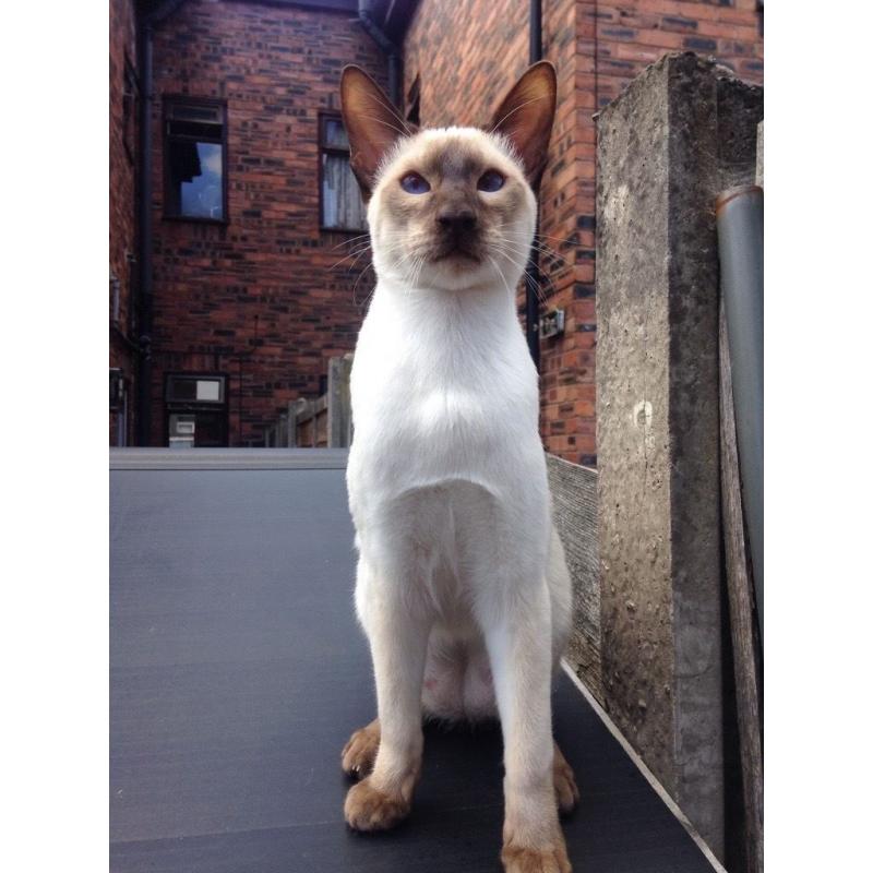 Lost Chocolate Point Siamese