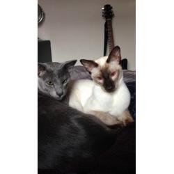 Lost Chocolate Point Siamese
