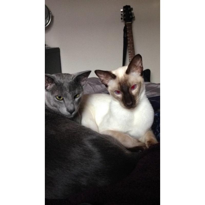 Lost Chocolate Point Siamese