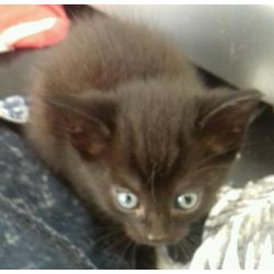 Kittens for sale
