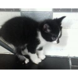 Kittens for sale