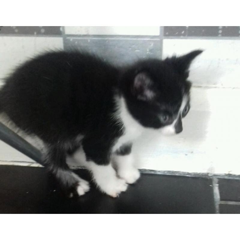 Kittens for sale