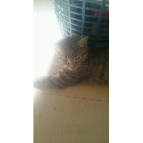 Kitten for sale