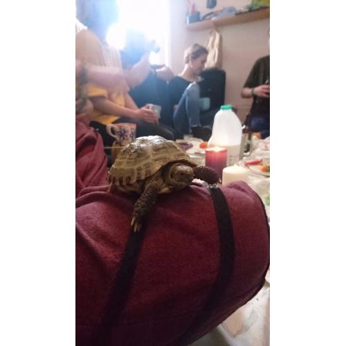 Missing Tortoise