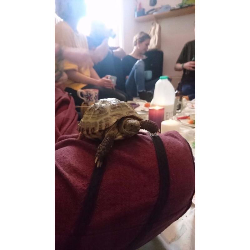Missing Tortoise