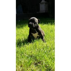 Georgous staffy bitch for sale, ready to go in ruffly 4 weeks