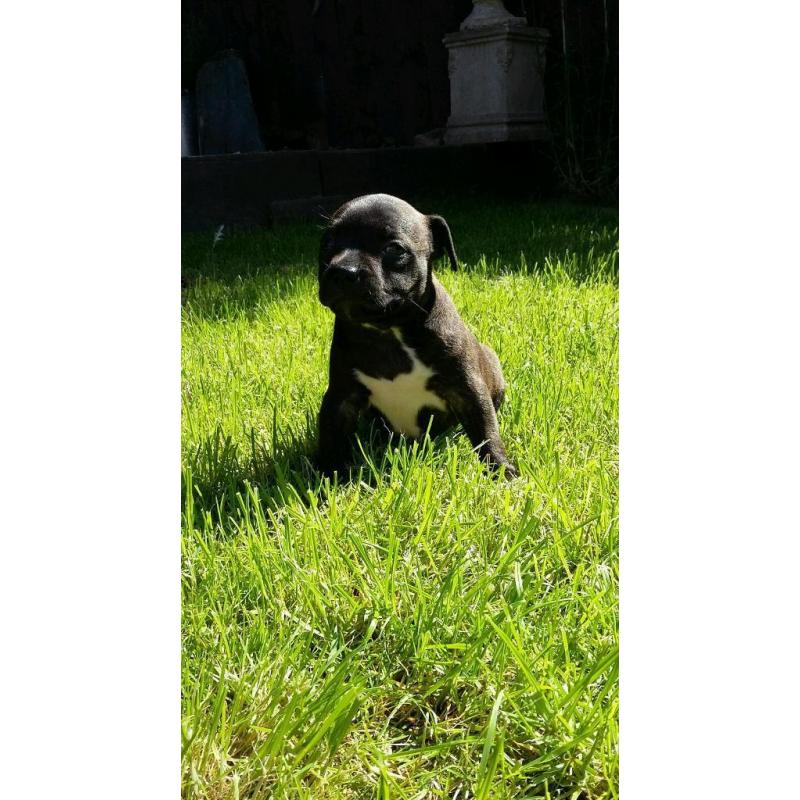 Georgous staffy bitch for sale, ready to go in ruffly 4 weeks