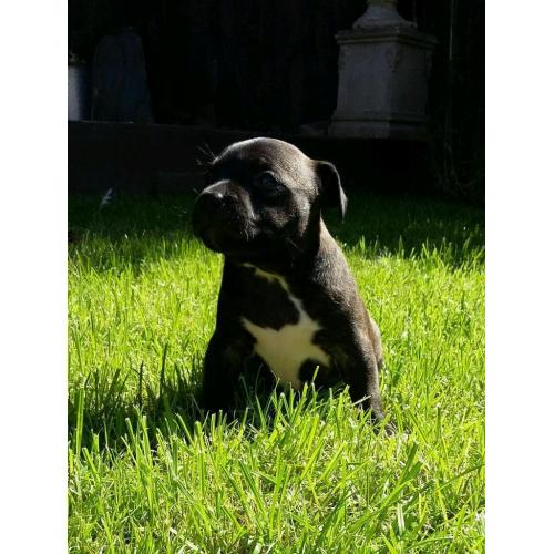 Georgous staffy bitch for sale, ready to go in ruffly 4 weeks
