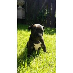 Georgous staffy bitch for sale, ready to go in ruffly 4 weeks