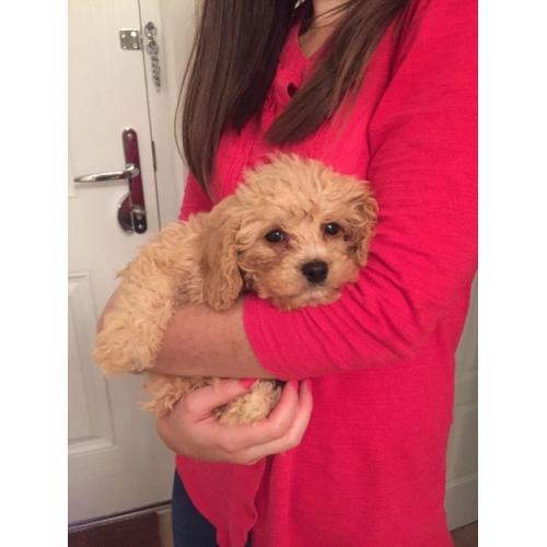 Cockapoo Puppy
