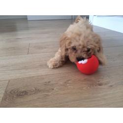 Cockapoo Puppy
