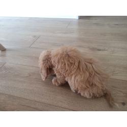 Cockapoo Puppy