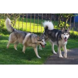 Alaskan Malamute Wolf Dog Pups