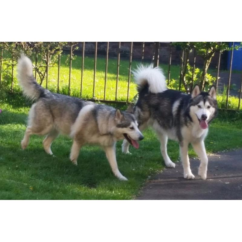 Alaskan Malamute Wolf Dog Pups