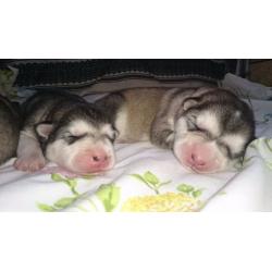 Alaskan Malamute Wolf Dog Pups