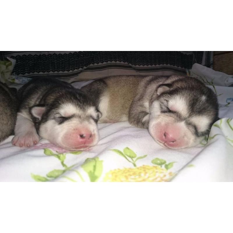 Alaskan Malamute Wolf Dog Pups