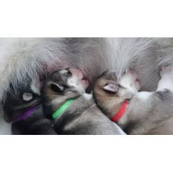 Alaskan Malamute Wolf Dog Pups
