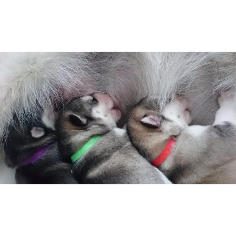 Alaskan Malamute Wolf Dog Pups