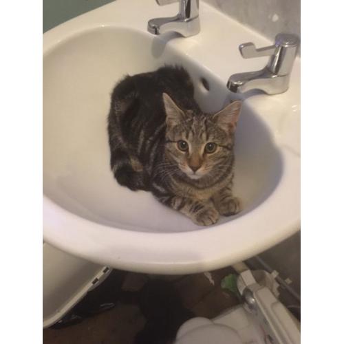 Tabby kitten for sale