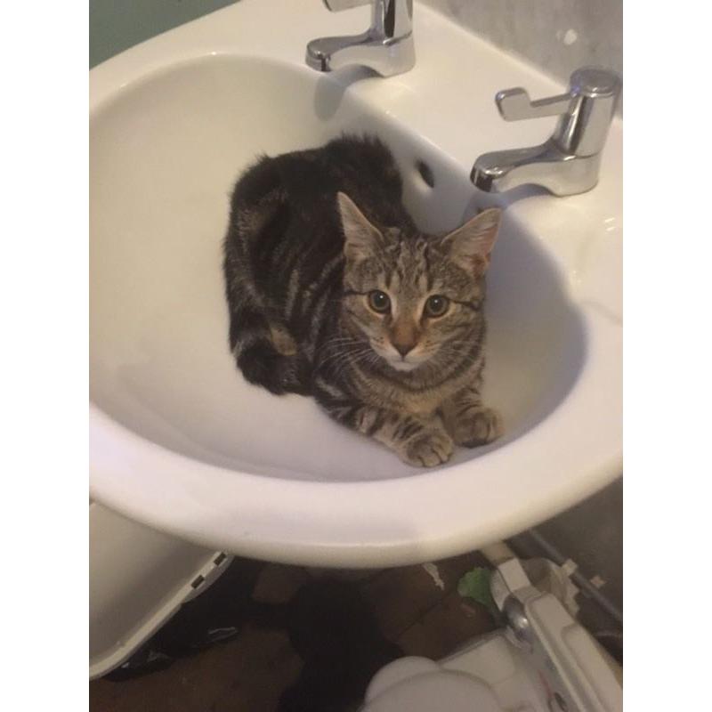 Tabby kitten for sale
