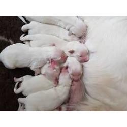 Cream/White golden retrievers puppies born and raised in the home.