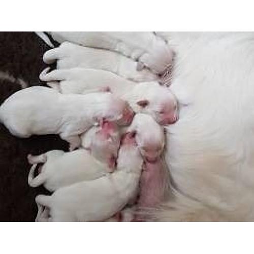 Cream/White golden retrievers puppies born and raised in the home.